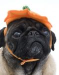 13 Halloween Safety Tips to Keep Children and Pets Safe