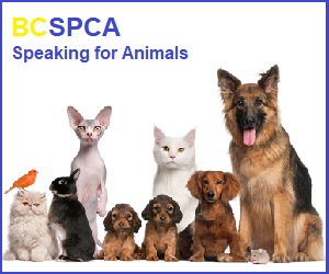SPCA  Outdoor Fun and Time Spent With Animals