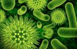 Why Kids Should Have Prebiotics and Probiotics in Their Diets